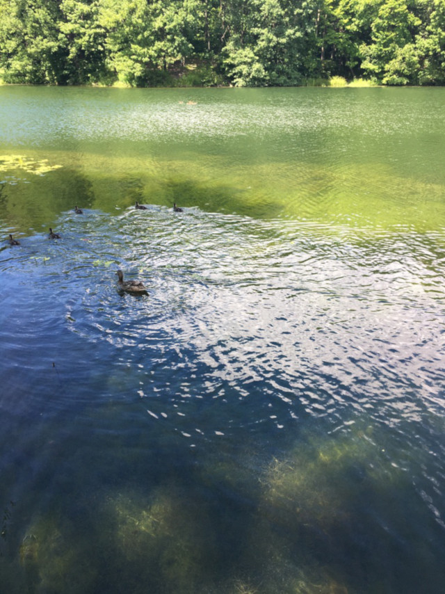 Ducks swimming through the lake